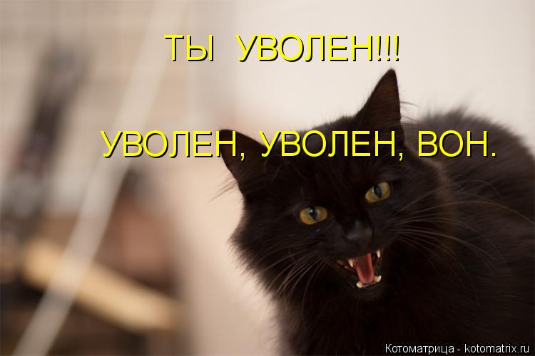 ТЫ УВОЛЕН!!! УВОЛЕН, УВОЛЕН, ВОН.... Котоматрица: ТЫ УВОЛЕН!!! УВОЛЕН, УВОЛЕН, ВОН.