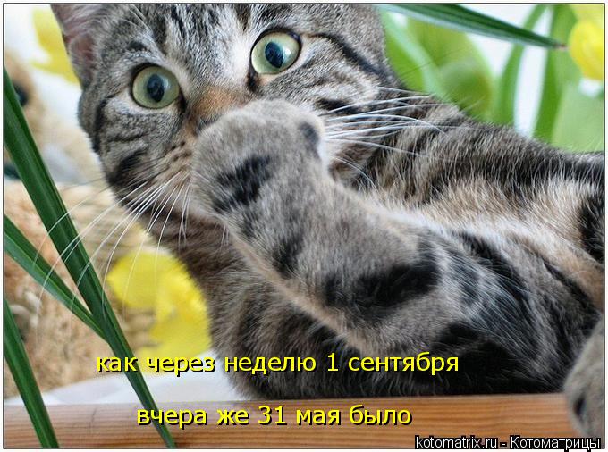 как через неделю 1 сентября вчера же 31 мая было... Котоматрица: как через неделю 1 сентября вчера же 31 мая было
