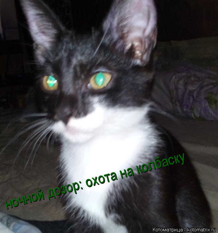 ночной дозор: охота на колбаску... Котоматрица: ночной дозор: охота на колбаску