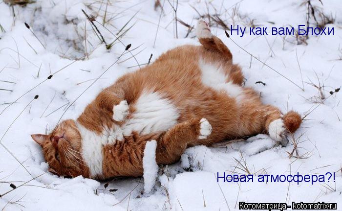 Ну как вам Блохи Новая атмосфера?!... Котоматрица: Ну как вам Блохи Новая атмосфера?!