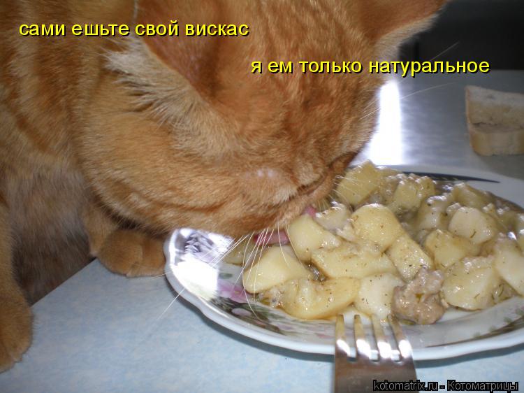 я ем только натуральное сами ешьте свой вискас... Котоматрица: я ем только натуральное сами ешьте свой вискас