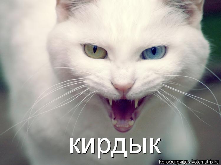 кирдык... Котоматрица: кирдык