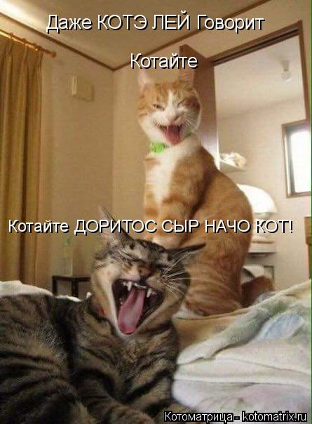 Даже КОТЭ ЛЕЙ Говорит Котайте Котайте ДОРИТОС СЫР НАЧО КОТ!... Котоматрица: Даже КОТЭ ЛЕЙ Говорит Котайте Котайте ДОРИТОС СЫР НАЧО КОТ!