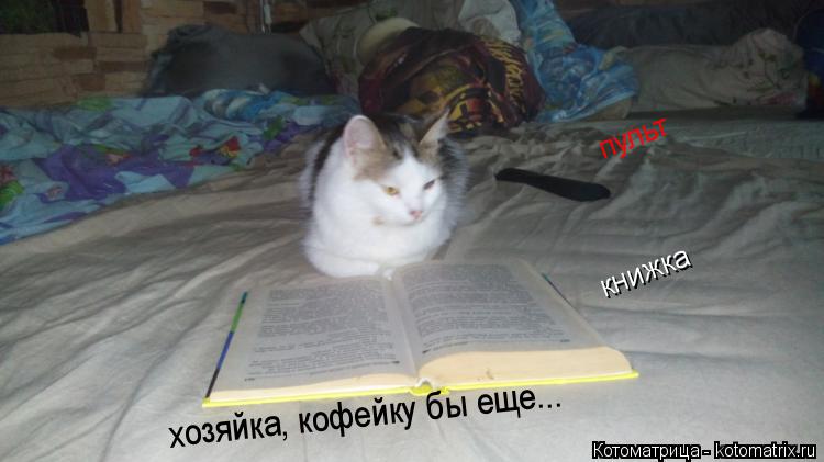 книжка пульт хозяйка, кофейку бы еще...... Котоматрица: книжка пульт хозяйка, кофейку бы еще...