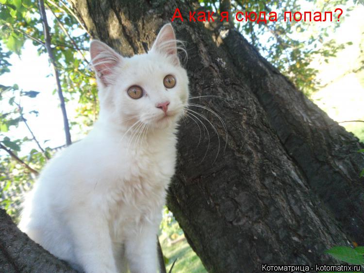 А как я сюда попал?... Котоматрица: А как я сюда попал?