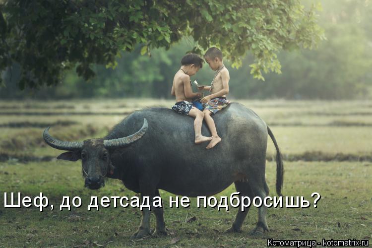 Шеф, до детсада не подбросишь?... Котоматрица: Шеф, до детсада не подбросишь?