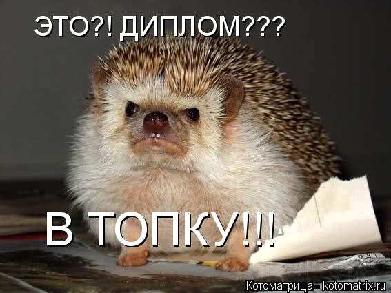 ЭТО?! ДИПЛОМ??? В ТОПКУ!!!... Котоматрица: ЭТО?! ДИПЛОМ??? В ТОПКУ!!!