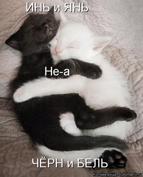 ИНЬ и ЯНЬ ЧЁРН и БЕЛЬ Не-а... Котоматрица: ИНЬ и ЯНЬ ЧЁРН и БЕЛЬ Не-а