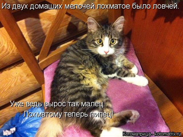 Из двух домаших мелочей лохматое было ловчей. Уже ведь вырос так малец.. Лохматому теперь пипец!... Котоматрица: Из двух домаших мелочей лохматое было ловчей. Уже ведь вырос так малец.. Лохматому теперь пипец!