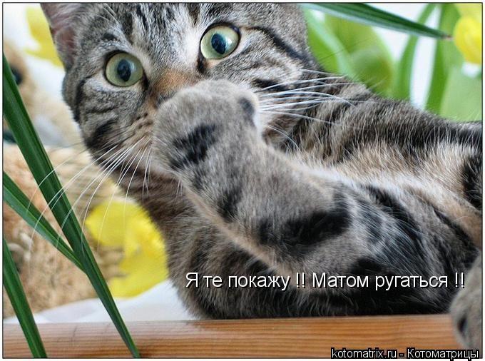 Я те покажу !! Матом ругаться !!... Котоматрица: Я те покажу !! Матом ругаться !!