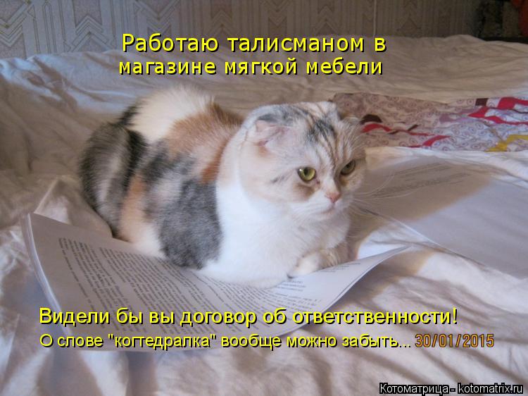 Работаю талисманом в магазине мягкой мебели Видели бы вы договор об ответственности! О слове "когтедр... Котоматрица: Работаю талисманом в магазине мягкой мебели Видели бы вы договор об ответственности! О слове "когтедралка" вообще можно забыть...