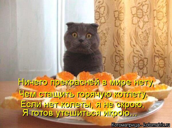 Котоматрица: Ничего прекрасней в мире нету, Чем стащить горячую котлету. Если нет колеты, я не скрою, Я готов утешиться икрою...