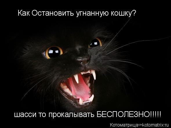 Как Остановить угнанную кошку? шасси то прокалывать БЕСПОЛЕЗНО!!!!!... Котоматрица: Как Остановить угнанную кошку? шасси то прокалывать БЕСПОЛЕЗНО!!!!!
