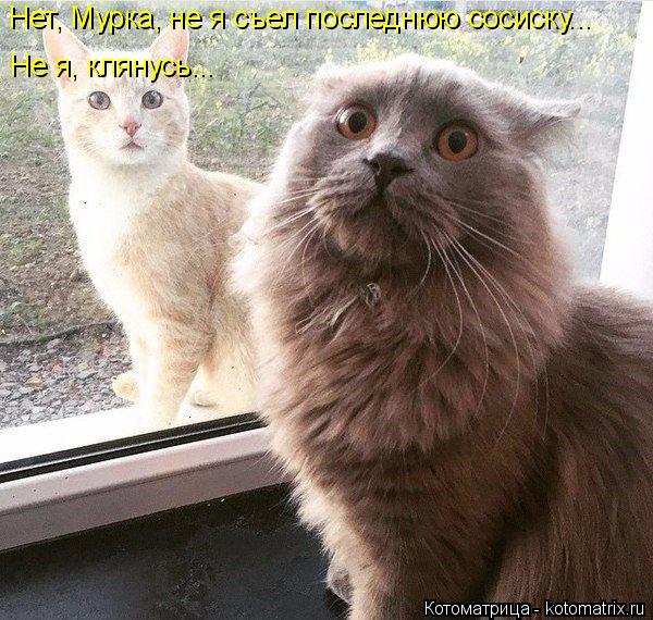 Котоматрица: Нет, Мурка, не я съел последнюю сосиску... Не я, клянусь...