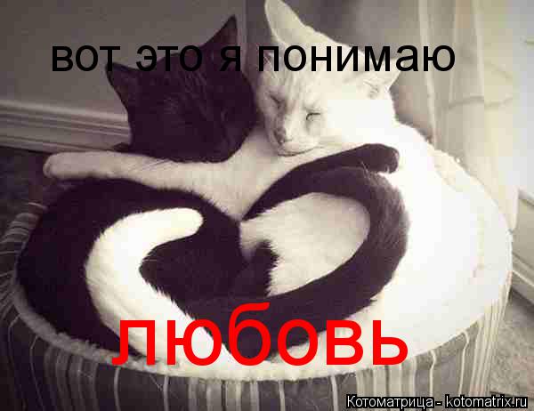 Котоматрица: вот это я понимаю любовь