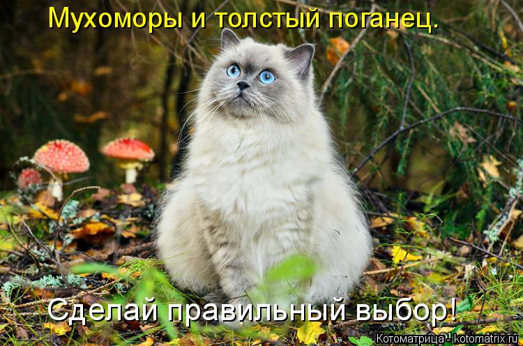 Мухоморы и толстый поганец. Сделай правильный выбор!... Котоматрица: Мухоморы и толстый поганец. Сделай правильный выбор!