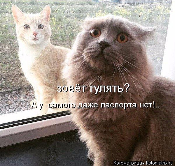 Котоматрица: зовёт гулять?  А у  самого даже паспорта нет!..