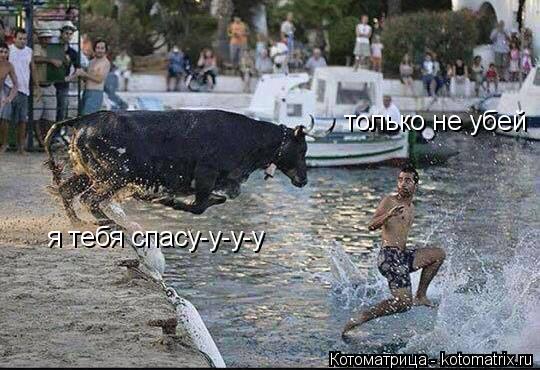 я тебя спасу-у-у-у только не убей... Котоматрица: я тебя спасу-у-у-у только не убей