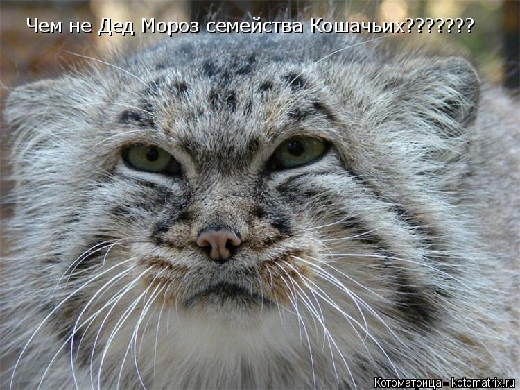 Котоматрица: Чем не Дед Мороз семейства Кошачьих???????