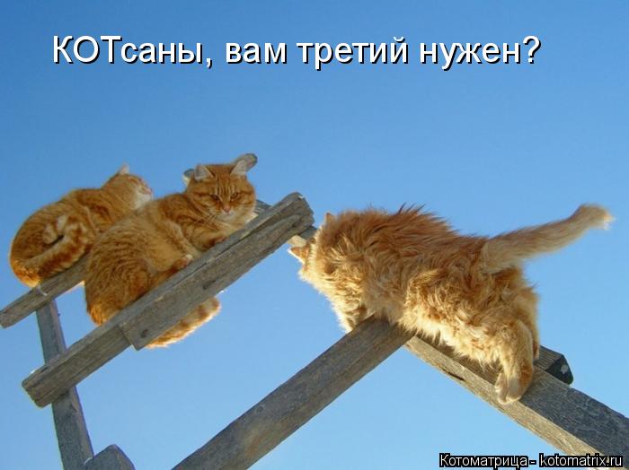 Котоматрица: КОТсаны, вам третий нужен?
