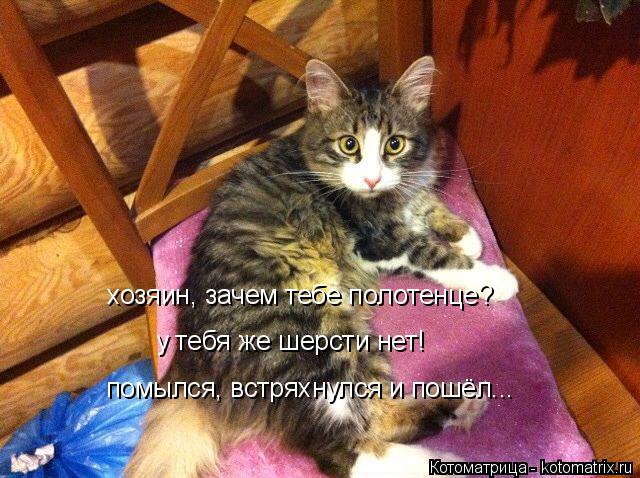 хозяин, зачем тебе полотенце? у тебя же шерсти нет! помылся, встряхнулся и пошёл...... Котоматрица: хозяин, зачем тебе полотенце? у тебя же шерсти нет! помылся, встряхнулся и пошёл...