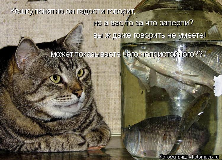 Кешку,понятно,он гадости говорит, но а вас то за что заперли? вы ж даже говорить не умеете! может,пок... Котоматрица: Кешку,понятно,он гадости говорит, но а вас то за что заперли? вы ж даже говорить не умеете! может,показываете чего непристойного??