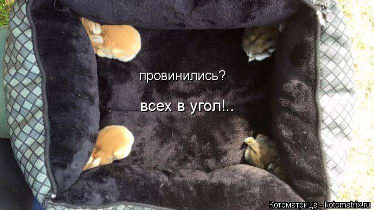 Котоматрица: провинились? всех в угол!..