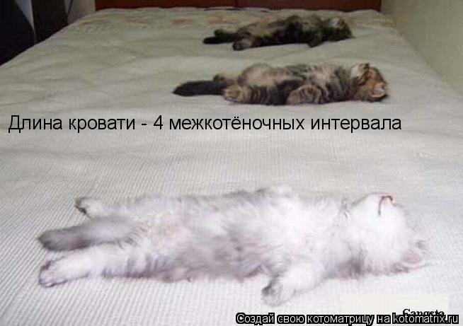 Длина кровати - 4 межкотёночных интервала... Котоматрица: Длина кровати - 4 межкотёночных интервала
