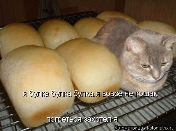 я булка булка булка.я вовсе не кошак погреться захотел я... Котоматрица: я булка булка булка.я вовсе не кошак погреться захотел я