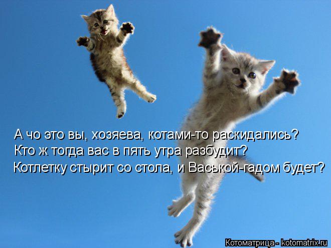 Котоматрица: А чо это вы, хозяева, котами-то раскидались? Кто ж тогда вас в пять утра разбудит? Котлетку стырит со стола, и Васькой-гадом будет?