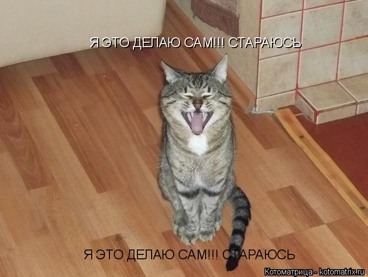 Котоматрица: Я ЭТО ДЕЛАЮ САМ!!! СТАРАЮСЬ Я ЭТО ДЕЛАЮ САМ!!! СТАРАЮСЬ