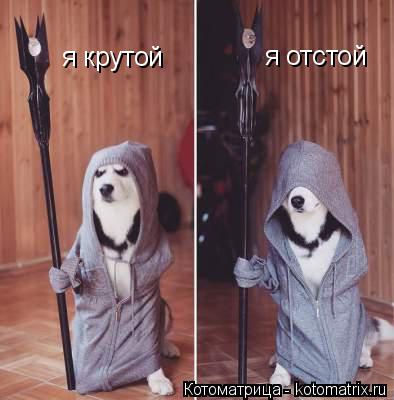 я крутой я отстой... Котоматрица: я крутой я отстой