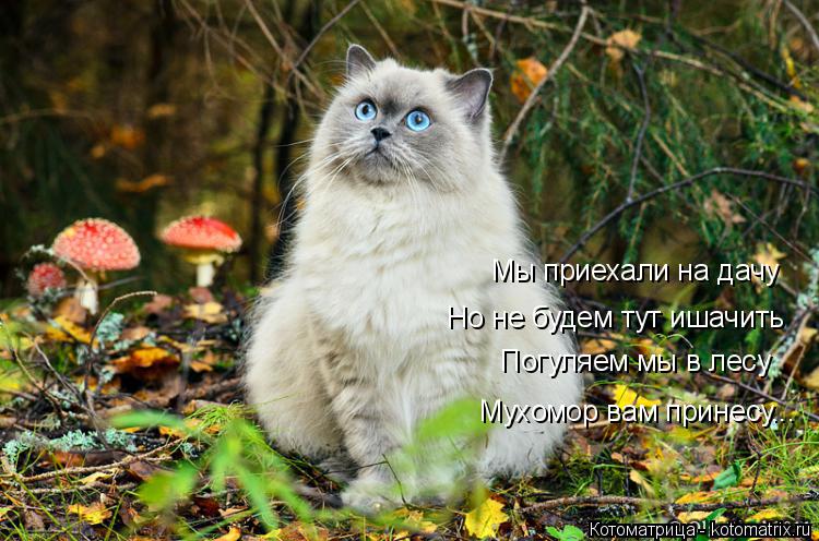 Мы приехали на дачу Но не будем тут ишачить Погуляем мы в лесу Мухомор вам принесу...... Котоматрица: Мы приехали на дачу Но не будем тут ишачить Погуляем мы в лесу Мухомор вам принесу...