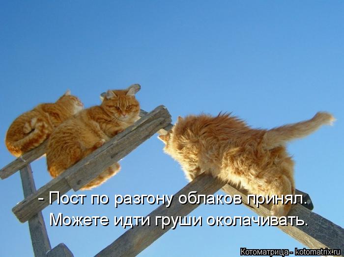 Котоматрица: - Пост по разгону облаков принял. Можете идти груши околачивать.