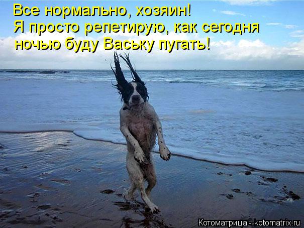 Котоматрица: Все нормально, хозяин! Я просто репетирую, как сегодня ночью буду Ваську пугать!