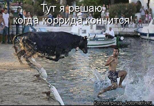 Котоматрица: Тут я решаю, когда коррида кончится!