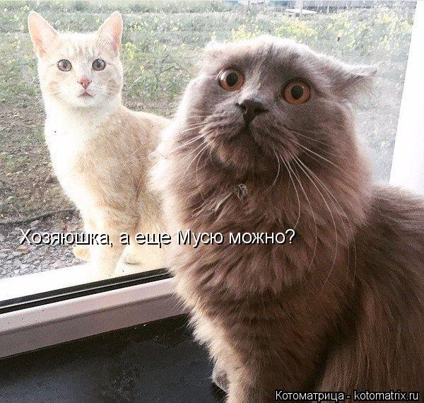 Хозяюшка, а еще Мусю можно?... Котоматрица: Хозяюшка, а еще Мусю можно?