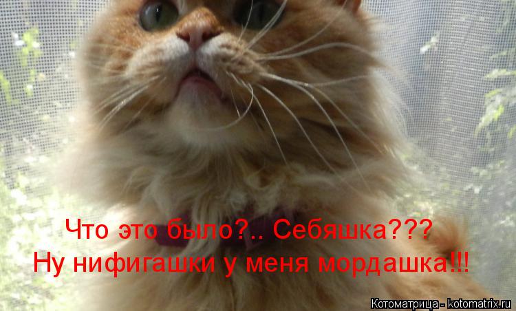 Котоматрица: Что это было?.. Себяшка??? Ну нифигашки у меня мордашка!!!