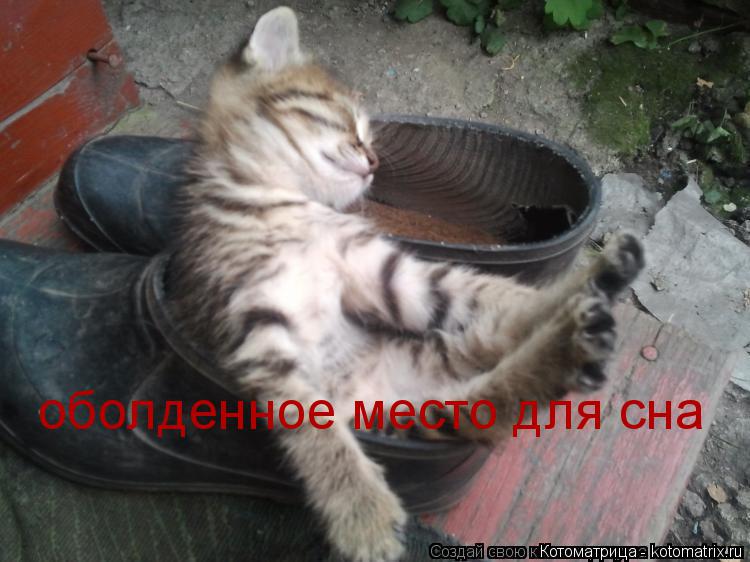 Котоматрица: оболденное место для сна