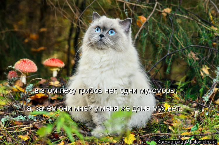 в этом лесу грибов нет, одни мухоморы, а, зачем они мне? у меня же дома мух нет...... Котоматрица: в этом лесу грибов нет, одни мухоморы, а, зачем они мне? у меня же дома мух нет...