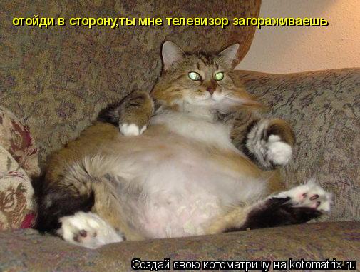 Котоматрица: отойди в сторону,ты мне телевизор загораживаешь