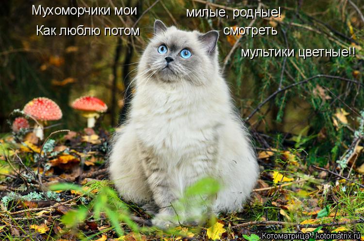Котоматрица: Мухоморчики мои милые, родные! Как люблю потом  смотреть мультики цветные!!