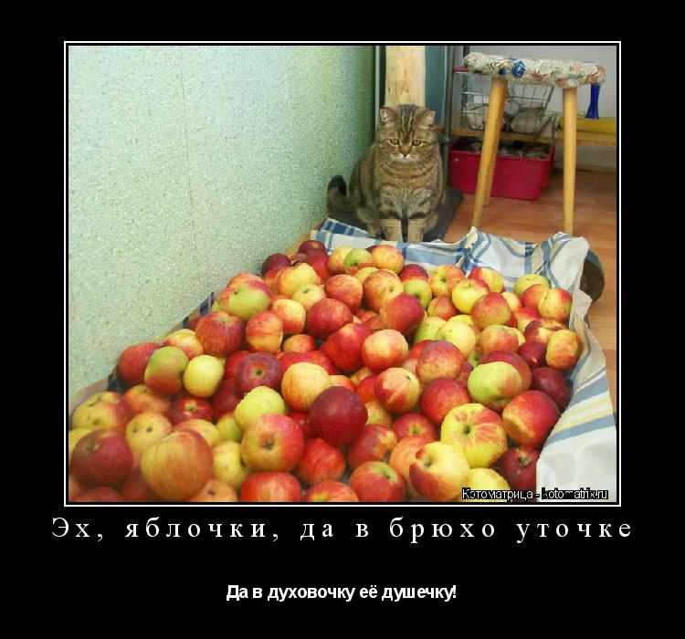 Эх, яблочки, да в брюхо уточке Да в духовочку её душечку!... Котоматрица: Эх, яблочки, да в брюхо уточке Да в духовочку её душечку!