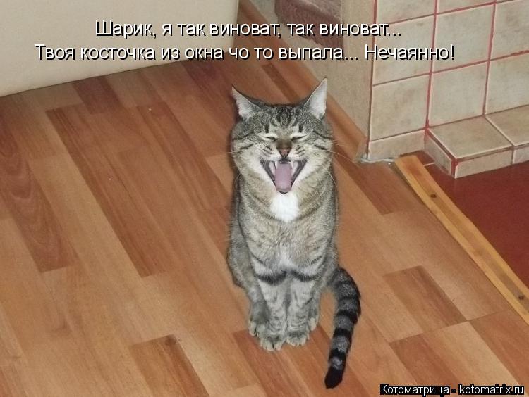 Котоматрица: Шарик, я так виноват, так виноват... Твоя косточка из окна чо то выпала... Нечаянно!
