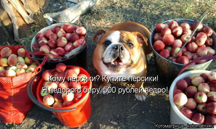 Кому персики? Купите персики! Я недорого беру, 500 рублей ведро!... Котоматрица: Кому персики? Купите персики! Я недорого беру, 500 рублей ведро!