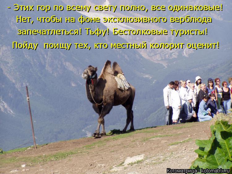 - Этих гор по всему свету полно, все одинаковые! Нет, чтобы на фоне эксклюзивного верблюда запечатле... Котоматрица: - Этих гор по всему свету полно, все одинаковые! Нет, чтобы на фоне эксклюзивного верблюда запечатлеться! Тьфу! Бестолковые туристы! Пойду п