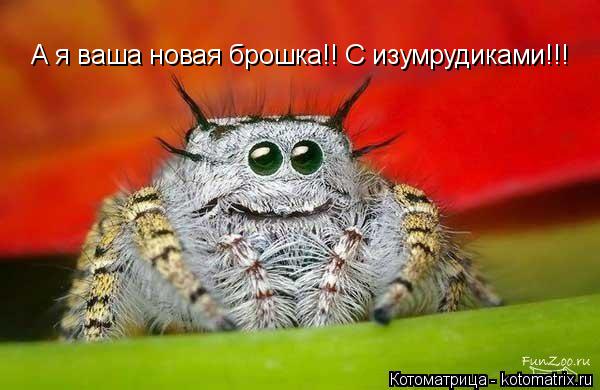 А я ваша новая брошка!! С изумрудиками!!!... Котоматрица: А я ваша новая брошка!! С изумрудиками!!!
