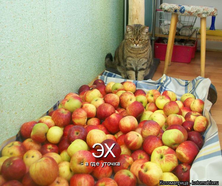 ЭХ - а где уточка... Котоматрица: ЭХ - а где уточка