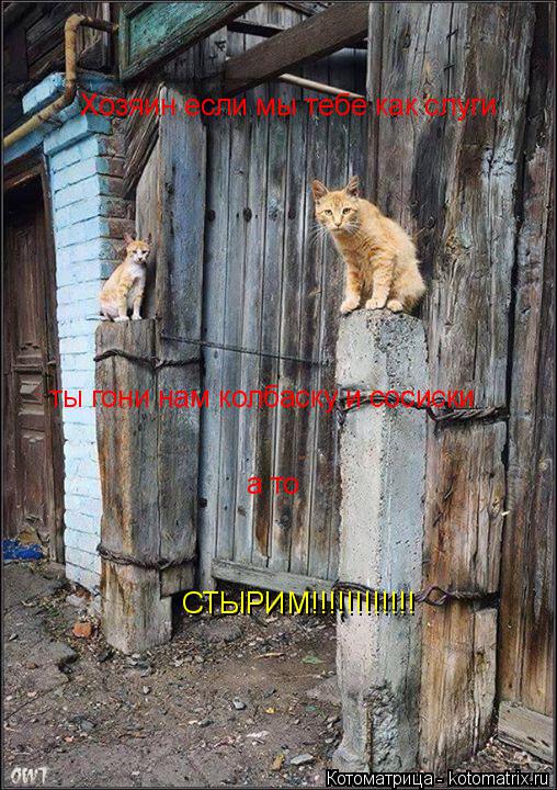 Хозяин если мы тебе как слуги ты гони нам колбаску и сосиски а то СТЫРИМ!!!!!!!!!!!!... Котоматрица: Хозяин если мы тебе как слуги ты гони нам колбаску и сосиски а то СТЫРИМ!!!!!!!!!!!!