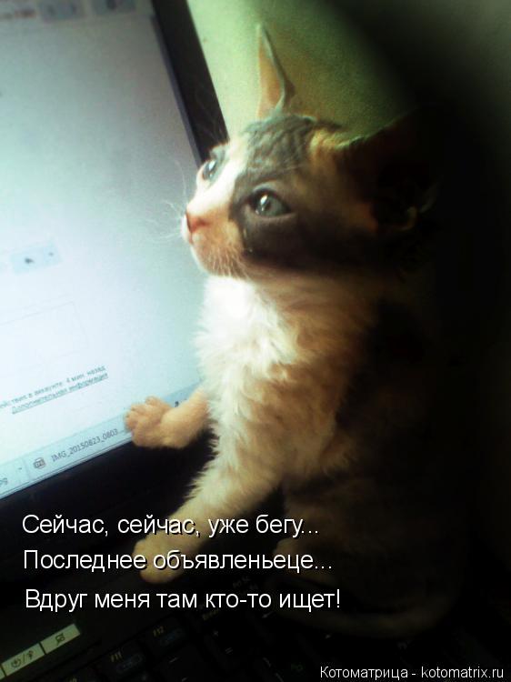 Сейчас, сейчас, уже бегу... Последнее объявленьеце... Вдруг меня там кто-то ищет!... Котоматрица: Сейчас, сейчас, уже бегу... Последнее объявленьеце... Вдруг меня там кто-то ищет!